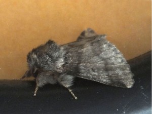 noctuidae x c.jpg