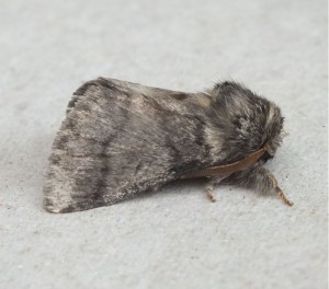 noctuidae x b.jpg