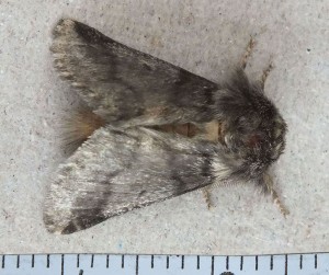 noctuidae x a.jpg