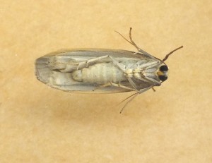 Erebidae Eilema griseola c.jpg