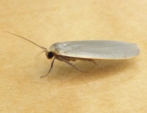 Erebidae Eilema griseola b.jpg