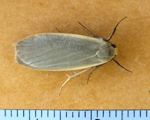 Erebidae Eilema griseola a.jpg