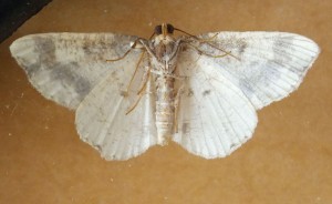 Geometridae Ligdia adustata b.jpg