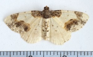 Geometridae Ligdia adustata a.jpg