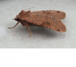 Noctuidae Xestia baja c.jpg