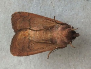 Noctuidae Xestia baja b.jpg