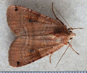 Noctuidae Xestia baja a.jpg