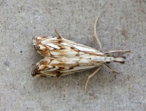 Crambidae Catoptria falsella c.jpg