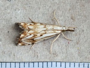 Crambidae Catoptria falsella b.jpg