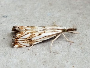 Crambidae Catoptria falsella a.jpg