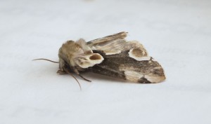 Drepanidae Thyatira batis b.jpg