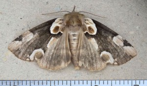 Drepanidae Thyatira batis a.jpg