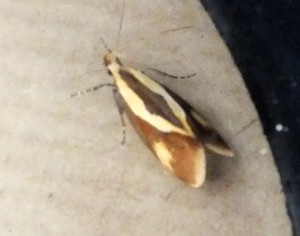 Oecophoridae Harpella forficella d.jpg
