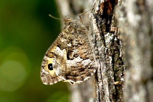 Hipparchia semele-0302.jpg