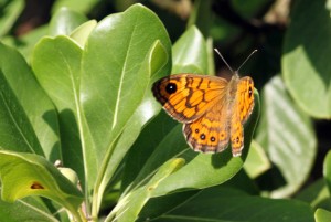 Lasiomata megera fem-0313.jpg