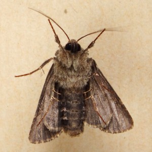 Xyleninae 4-5b.jpg