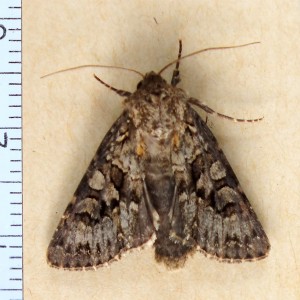 Xyleninae 4-5a.jpg