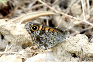 Lasiommata megera fem-0315.jpg