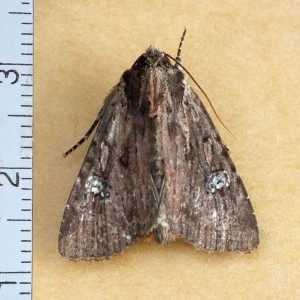 Xyleninae 3-4a.jpg