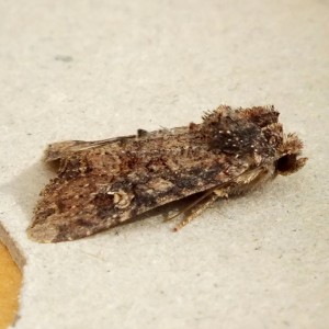 Xyleninae 2-5c.jpg