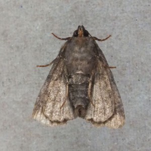 Xyleninae 1-5b.jpg