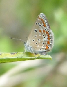 Polyommatus thersites.JPG