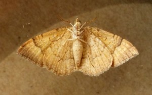 Geometridae Camptogramma bilineata b.jpg