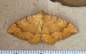 Geometridae Camptogramma bilineata a.jpg