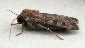 Noctuidae Dichagyris nigrescens c.jpg