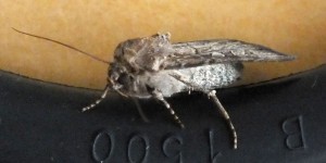 Noctuidae Dichagyris nigrescens b.jpg