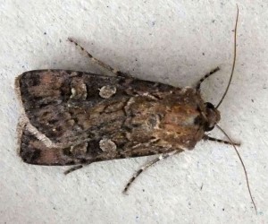 Noctuidae Dichagyris nigrescens a.jpg