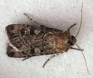 Noctuidae Dichagyris nigrescens a.jpg