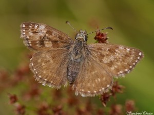 Point de Hongrie, Erynnis tages, Papillons de jour, Hespéries, Bouresse, Poitou-Charentes, 09 août 2014.jpg