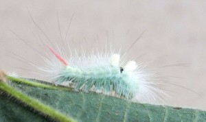 Calliteara pudibunda a.jpg