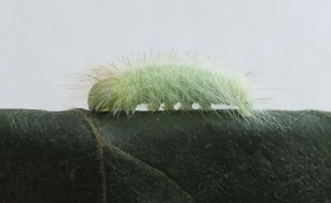 Acronicta leporina c.jpg