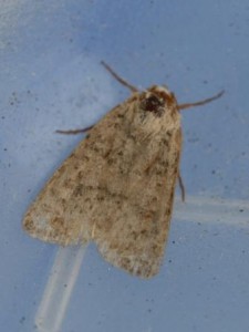 Copie de IMG_6817_edited.jpg