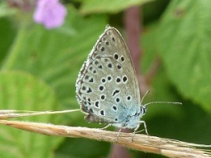 Lysandra coridon St Abram Ville sur Jarnioux 16 08 2014 086 - Copie.JPG