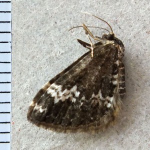 Geometridae Perizoma alchemillata.jpg