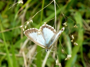 Lysandra coridon Ville sur Jarnioux 16 08 2014 076 - Copie.JPG