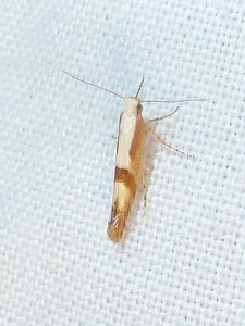 Argyresthia sp Lissieu 06 08 2014 013 - Copie.JPG