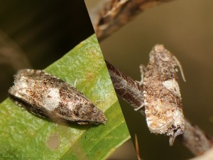 20140820_Tortricidae_X.jpg