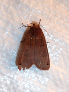 Noctua orbona Lissieu 23 08 2014 024.JPG