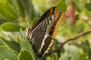 Charaxes jasius 2014ppc-89.jpg