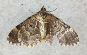 Geometridae Xanthorhoe fluctuata b.jpg