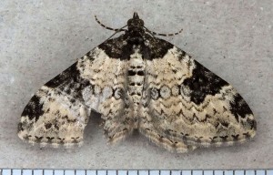 Geometridae Xanthorhoe fluctuata a.jpg