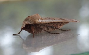 Noctuidae Noctua pronuba c.jpg