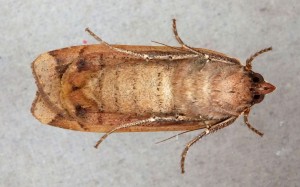 Noctuidae Noctua pronuba b.jpg