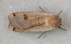 Noctuidae Noctua pronuba a.jpg