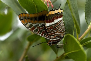 Charaxes jasius 2014ppc-79.jpg