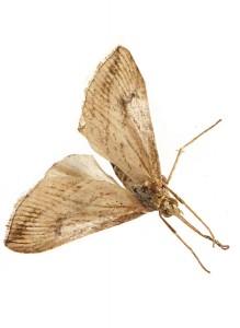 Antigastra catalaunalis-redim750.JPG